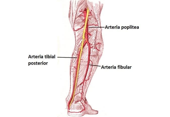 Arteria tibial posterior