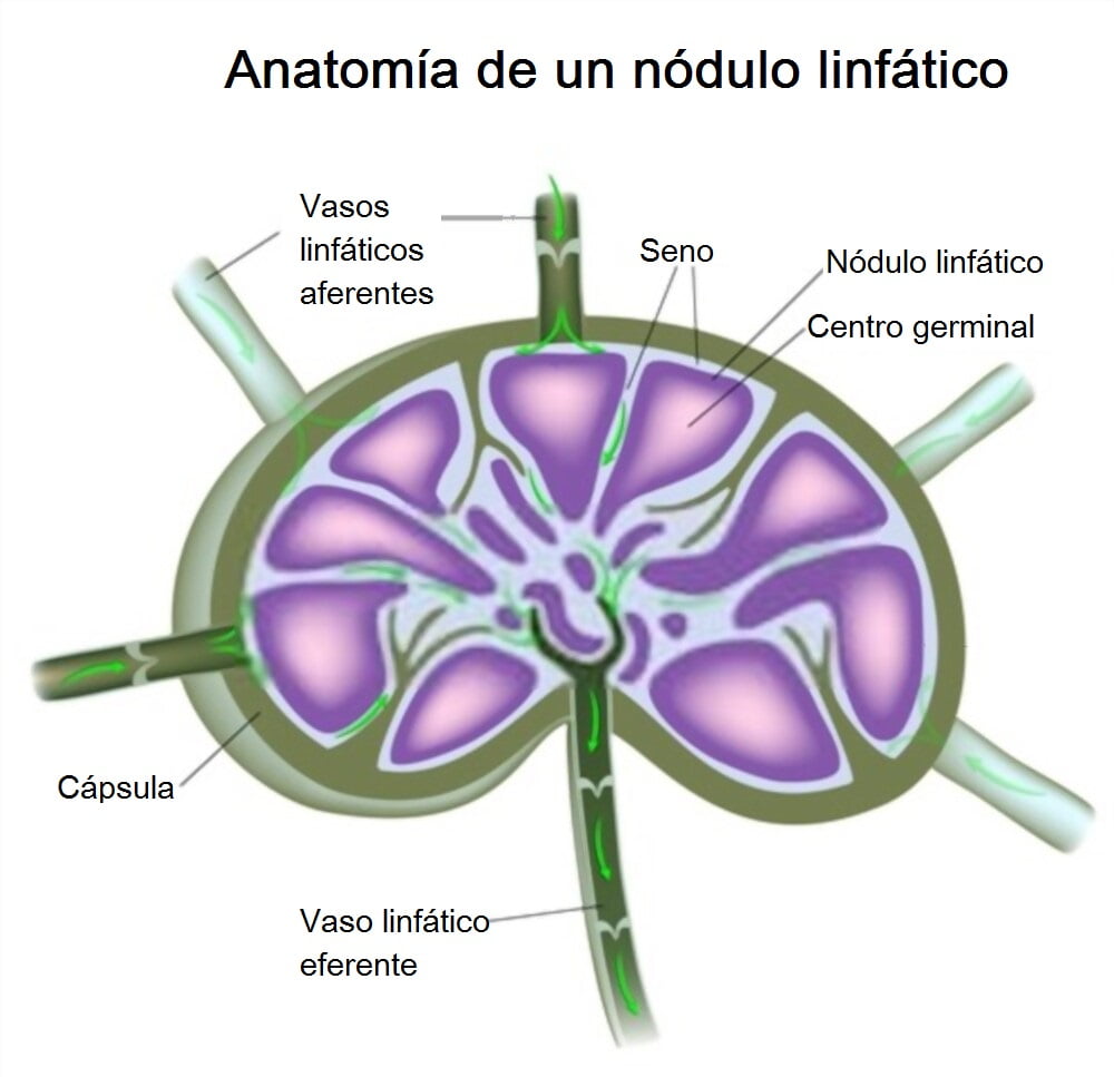 Histología de los ganglios linfáticos Histología de los ganglios linfático