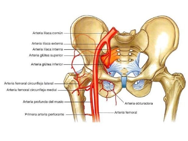 Arteria obturatriz Arteria obturatriz