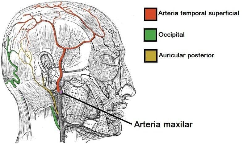 Arteria temporal superficial Arteria temporal superficial