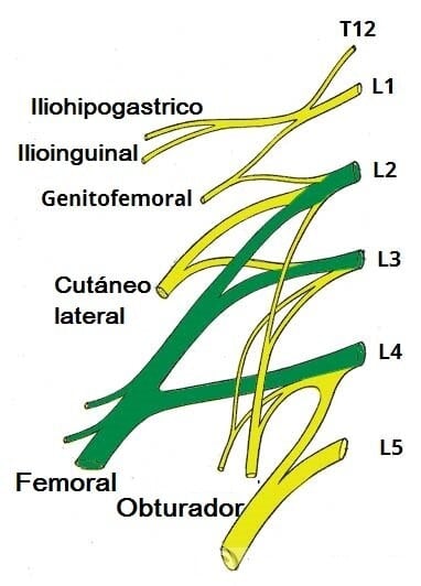 Nervio femoral Derivación del nervio femoral del plexo lumbar.