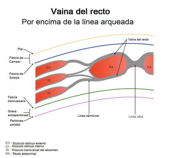 Músculo oblicuo externo Músculo oblicuo mayor
