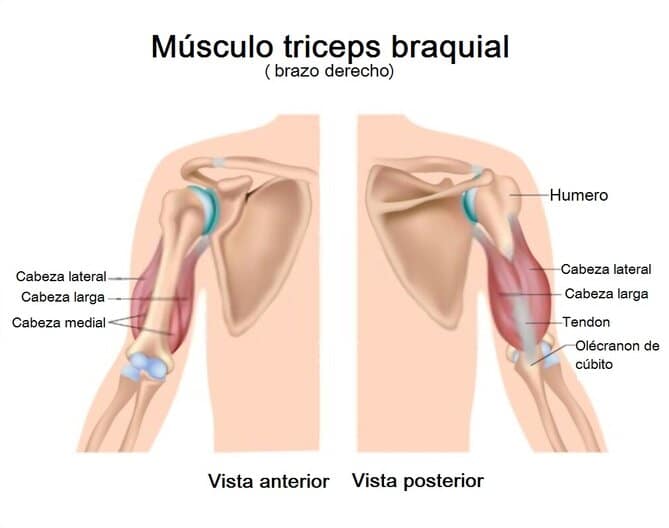Músculo tríceps braquial Músculo tríceps braquial