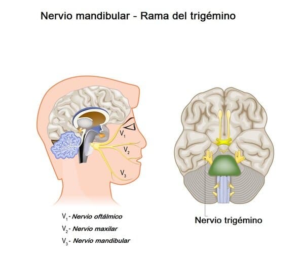 Nervio mandibular Nervio mandibular