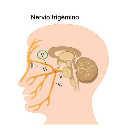Nervio oftálmico Nervio oftálmico