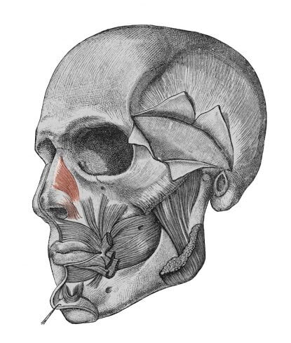 Músculo nasal músculo nasal