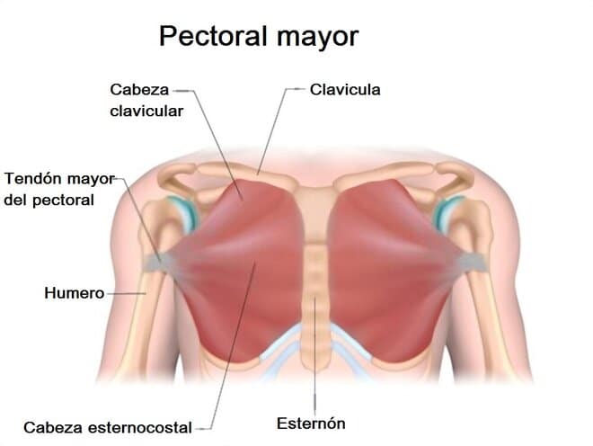 Músculo pectoral mayor pectoral mayor