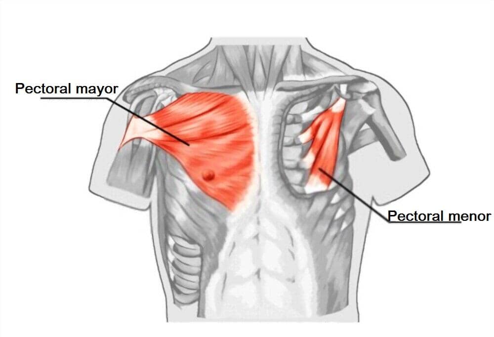 Pectoral menor pectoral menor
