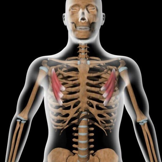 Pectoral menor Pectoral menor