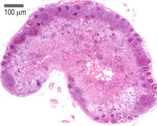 Histología de los ganglios linfáticos Histología de los ganglios linfático