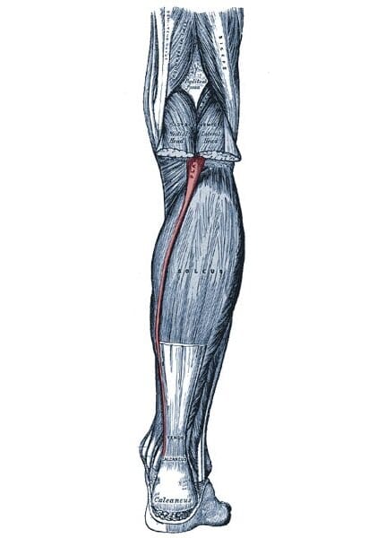 Musculo plantar Músculo plantar