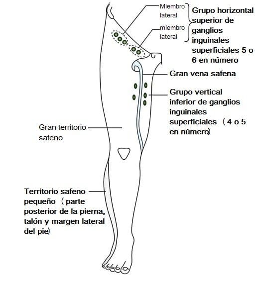Drenaje linfático de la extremidad inferior Drenaje linfático de la extremidad inferior