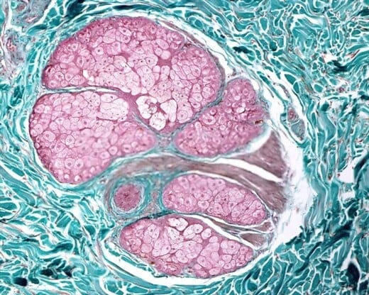 Histología del cuero cabelludo y del cabello Histología del cabello
