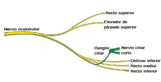 Inervación parasimpática a la cabeza y el cuello Inervación parasimpática a la cabeza y el cuello