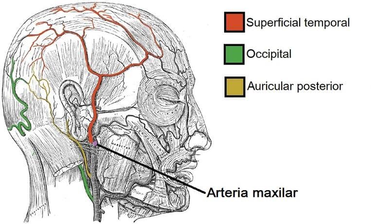 Histología del cuero cabelludo y del cabello Irrigación del cuero cabelludo