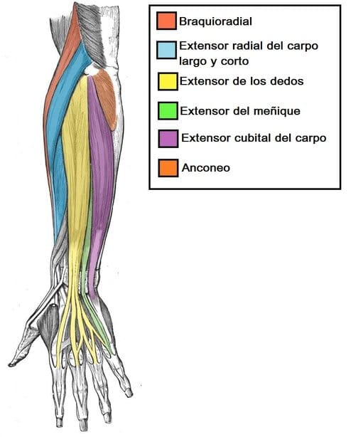 Músculos del compartimento posterior del antebrazo Músculos del compartimento posterior del antebrazo