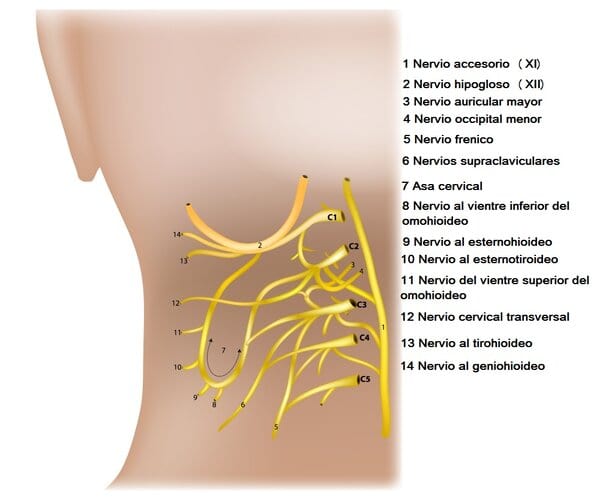 Plexo cervical Plexo cervical