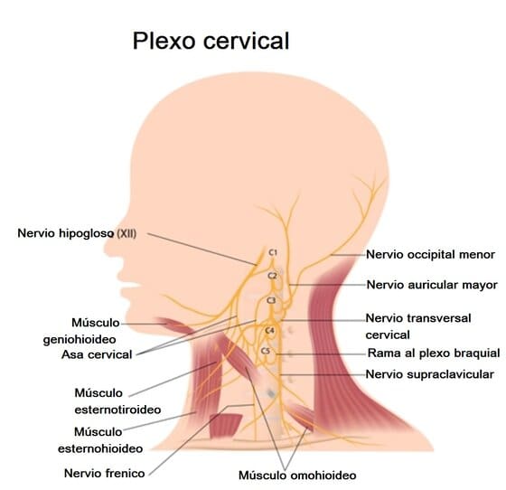 Plexo cervical Plexo cervical