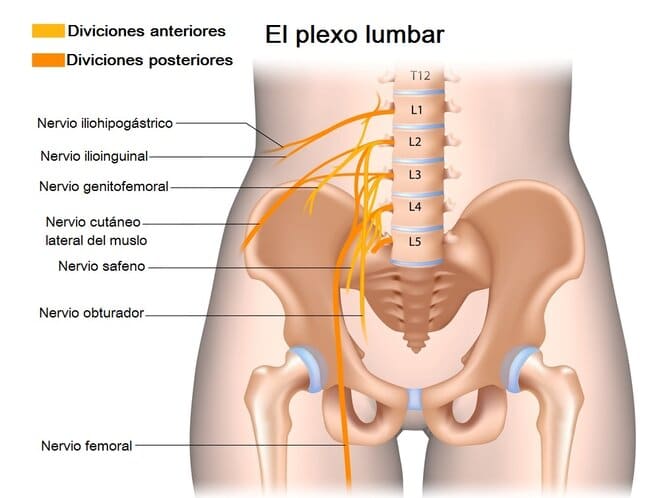 Plexo lumbar Plexo lumbar