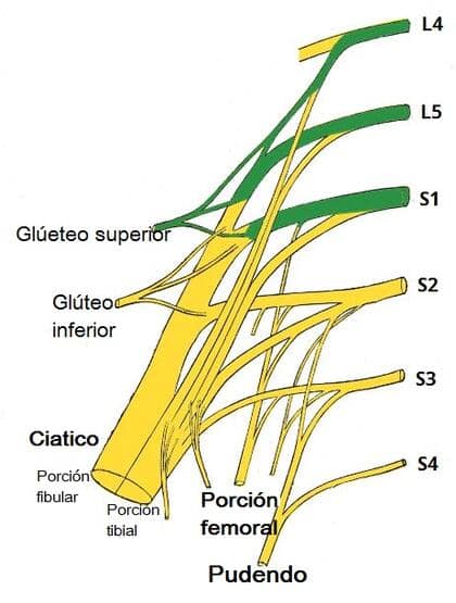 Plexo sacro Plexo sacro