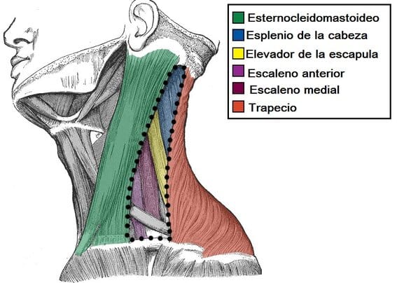 Triángulo posterior del cuello Triángulo posterior del cuello