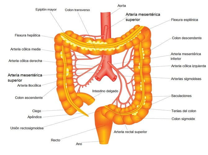 Arteria Mesenterica Superior Origen Curso Irrigacion