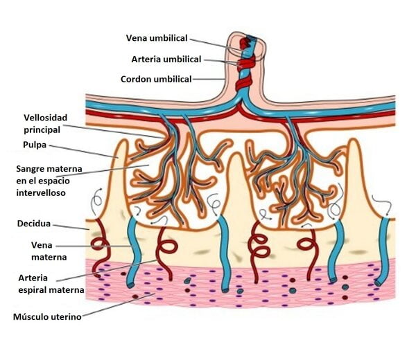 Arteria umbilical Arteria umbilical