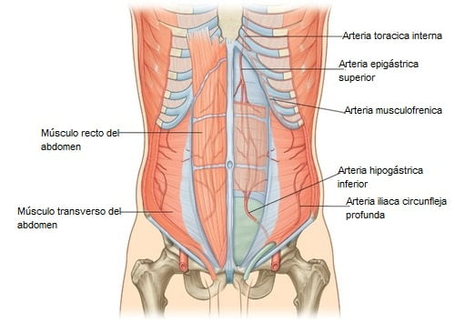 Arteria epigástrica inferior Arteria epigástrica inferior